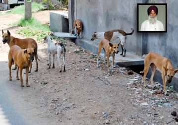 catch and send stray dogs to northeast says punjab congress mla