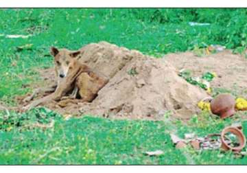 chennai dog waits for master s return at grave