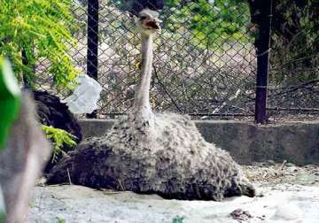 delhi zoo disappointed as ostrich eggs fail to hatch