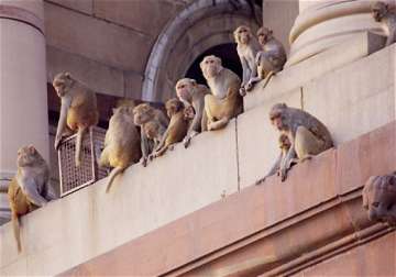 delhi government spent rs. 6 crore to feed monkeys in sanctuary