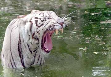 delhi zoo authorities brace up to beat the heat