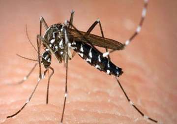 dengue alert sounded in west garo hills district