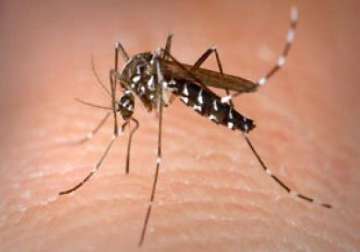 dengue cases jump from 11 to 142 in one month in delhi