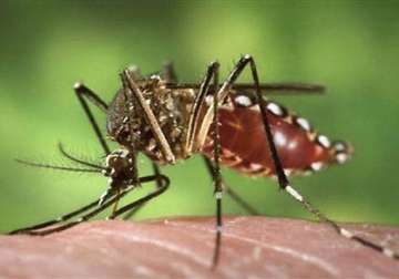 dengue mosquito breeding found at lnjp civic centre report