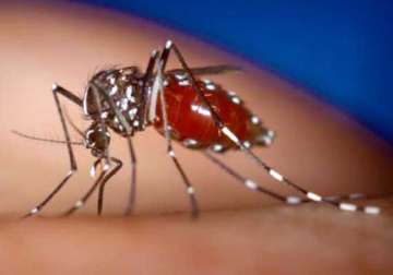 dengue fever returns to delhi one dead