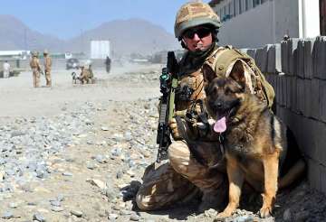 dog breed that sniffed out osama to help indian forces