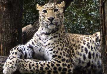 don t spread rumours about sighting leopard dist officials to public