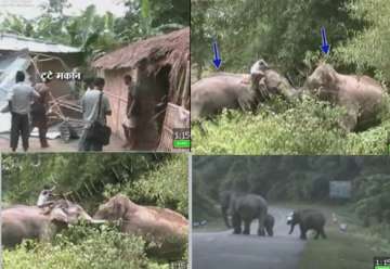 drunk elephant damages houses near kaziranga