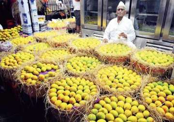 eu ban on indian mango hits maharashtra farmers hard