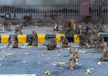 efforts on to check dog monkey menace in parliament