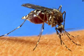 eighteen die of dengue in maharashtra so far