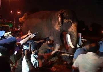 elephant runs amok during kerala temple festival damages 3 cars