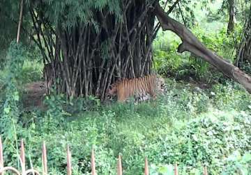 endangered animals give birth in sipahijala zoo