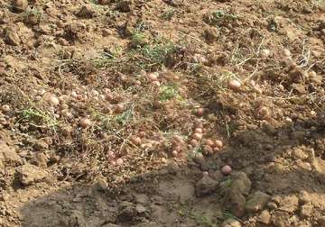 extensive damage to agra s potato and mustard crop farmers on warpath