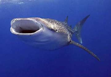 female whale shark satellite tagged in gujarat