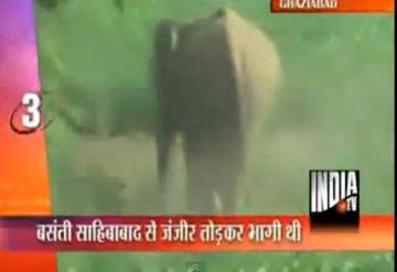 female elephant on the rampage in ghaziabad