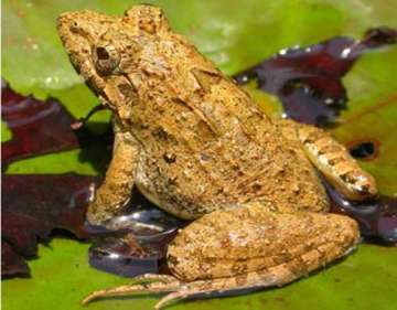 forest officials raid house as man in goa eats indian bullfrogs