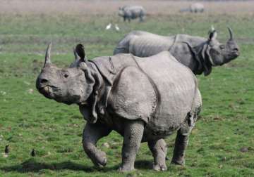 forest guards open fire at poachers in kaziranga