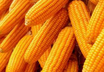 four myths about corn you should stop believing