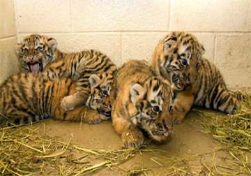 four tiger cubs born in patna zoo