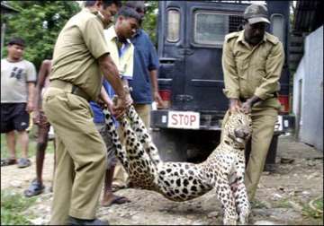 four year old female leopard killed in road mishap