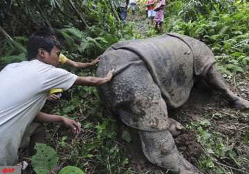 four rhinos killed in knp assam asks for cbi inquiry