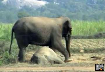 odisha elephant calf electrocuted mp bear burnt to death assam rhino strays into village