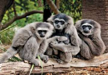 gibbon family translocated to arunachal pradesh