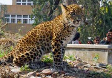 girl mauled to death by leopard in dehradun