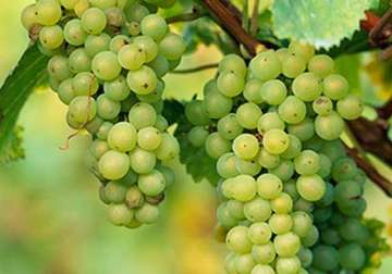 grape consumption encourages healthy lifestyle