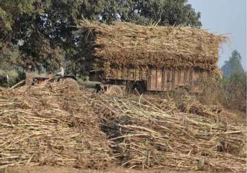 haryana govt sets up sugarcane control board