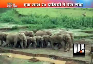 herd of wild elephants go on rampage in assam village kill woman