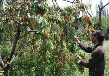 himachal readies for a cherry boom