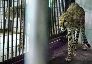 hyderabad zoo receives saudi gift of african lions cheetahs