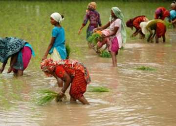 torrential rain poses challenge to kharif crop in punjab haryana