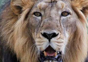 monsoon floods kill 10 endangered lions near gujarat sanctuary