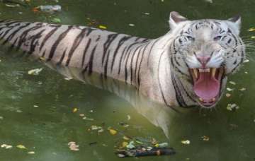 curious visitors flock delhi zoo to see white tiger