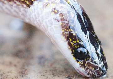 new snake species in odisha