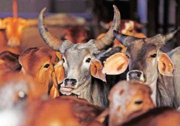 maharashtra law on beef curtails right to liberty lawyer