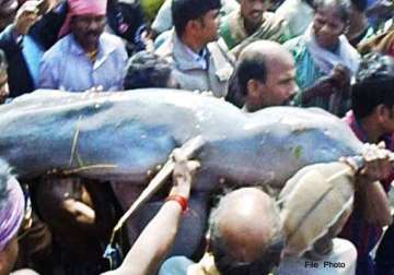 dolphin rescued in odisha released in river