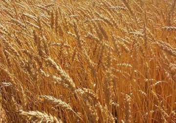 foodgrain output to fall by 3 on weak monsoon