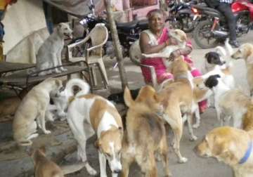 dog days no more saket strays find mother figure in rag picker