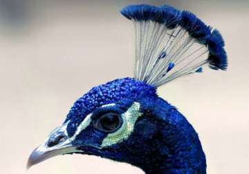 13 peacocks found dead in nashik