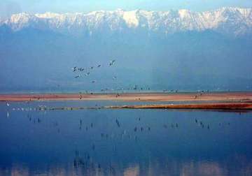 mild winter dips migratory bird count in pong wetlands