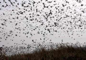 despite floods 300 000 birds flock to their kashmir winter home