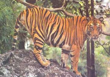 melghat tiger project turns 41