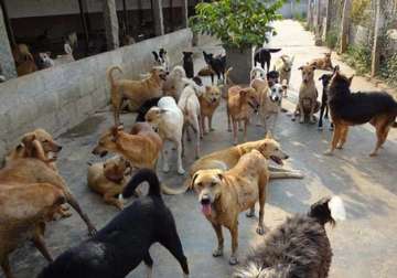 export stray dog meat to china kerala gram panchayats