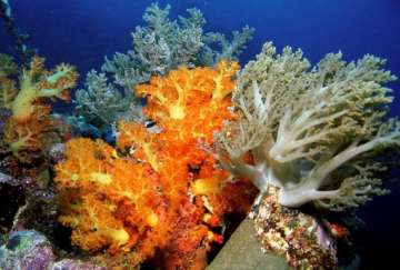 india s first coral garden to be set up in gujarat