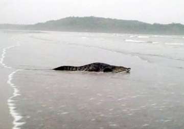 crocodile controversy created by rivals goa tourism industry