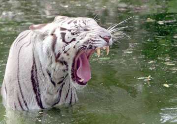 white tiger no maneater delhi zoo